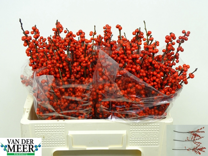 <h4>ILEX VE RODE BES</h4>