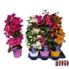 BOUGAINV DANIA