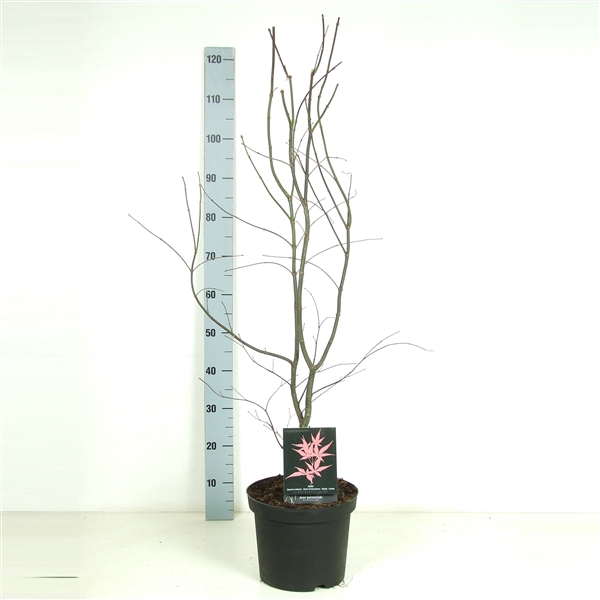 <h4>Acer palmatum 'Bloodgood' P26</h4>