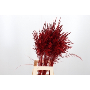 Calamagrostis Kl Bh Rood