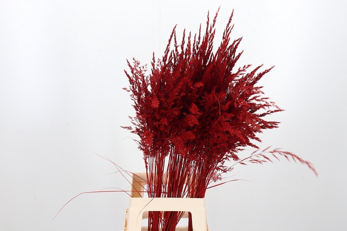 <h4>Calamagrostis Kl Bh Rood</h4>
