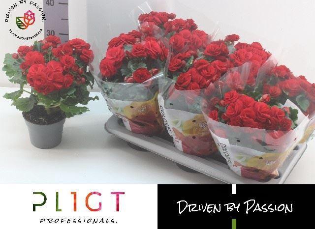 <h4>Begonia Elatior Halo</h4>