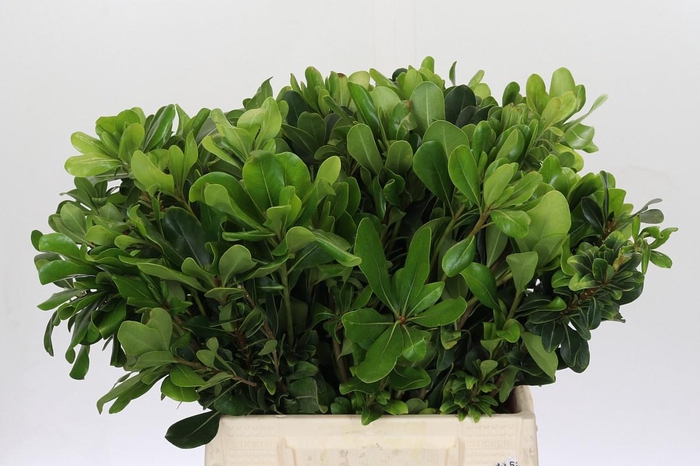 <h4>Pittosporum Nurit</h4>