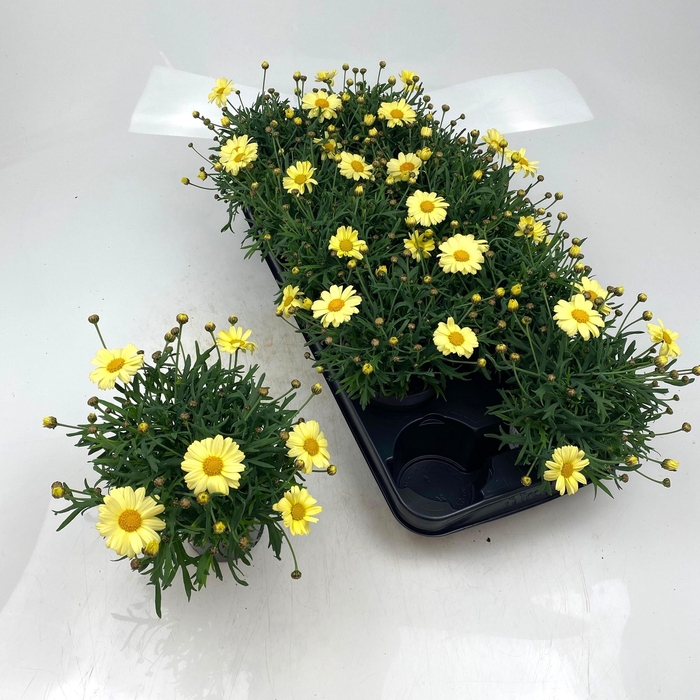 <h4>ARG LA RITA GEM</h4>