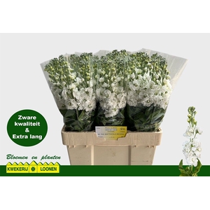 MATTH CENTUM WHITE