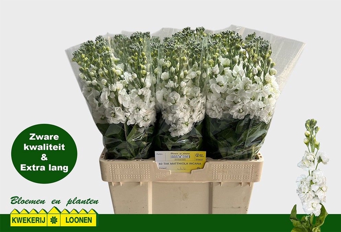<h4>MATTH CENTUM WHITE</h4>