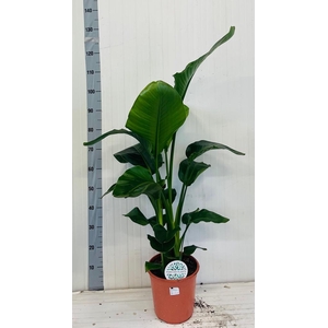 STRELITZIA NICOLAI