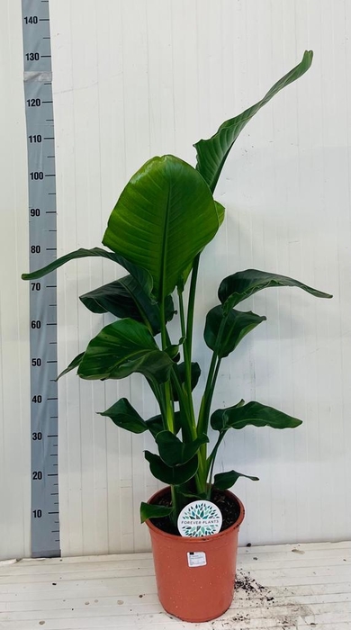 <h4>STRELITZIA NICOLAI</h4>