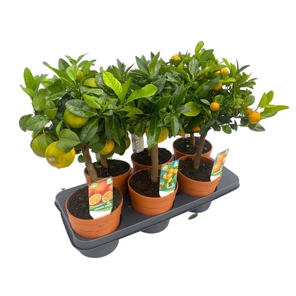 <h4>Citrus hystrix</h4>