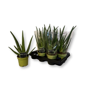 ALOE VERA