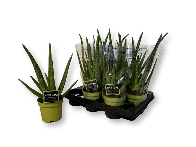 <h4>ALOE VERA</h4>