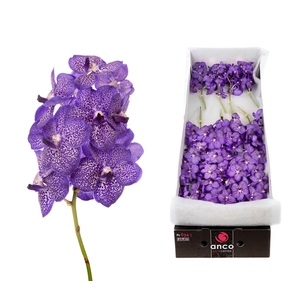 Vanda Blueberry Smoothie X20