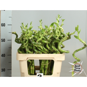 Bamboo lucky spiral + toef