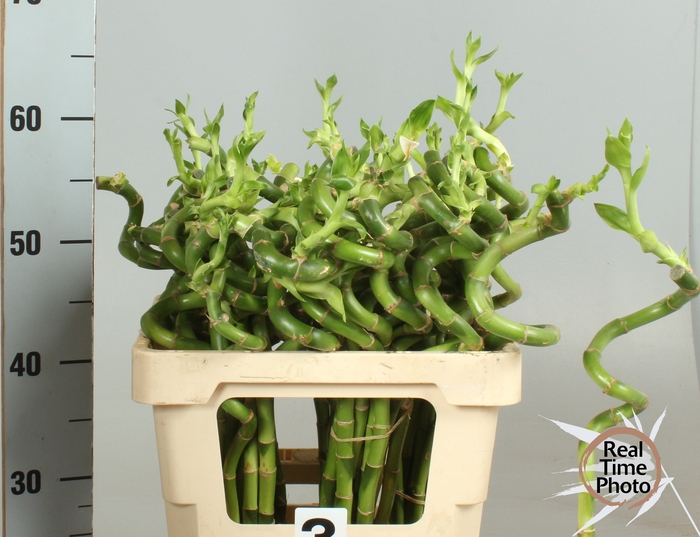 Bamboo lucky spiral + toef