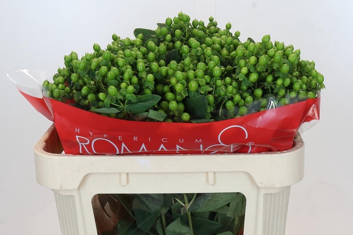 <h4>Hypericum Jungle Romance Spray</h4>