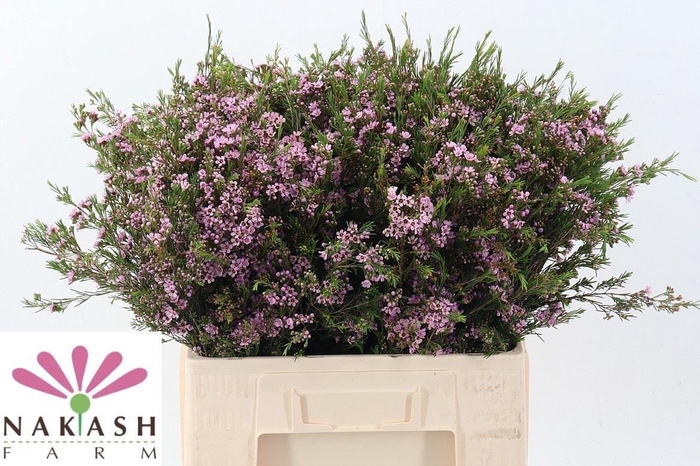 <h4>Chame Un Hili</h4>