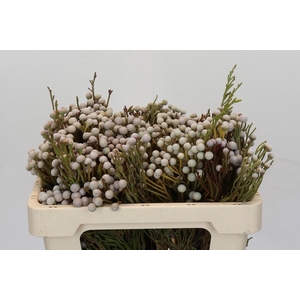 Kaaps Groen Spray Brunia