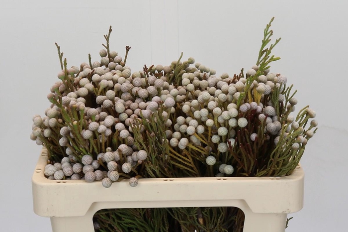 <h4>Cape Green Spray Brunia</h4>