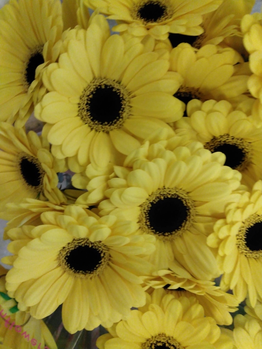 GE MI SUNSHINE