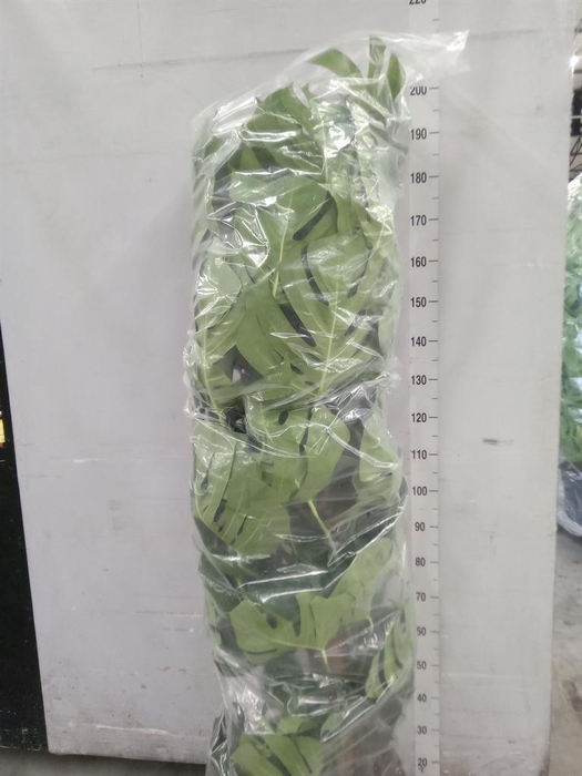 <h4>Monstera pertusum</h4>