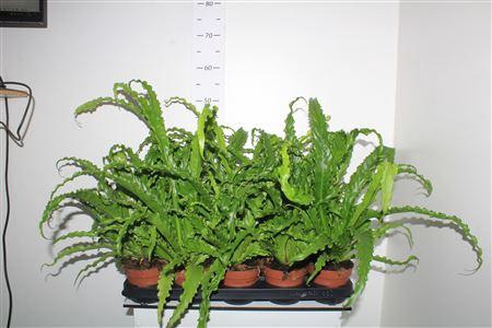 <h4>Asple Ant Osaka</h4>