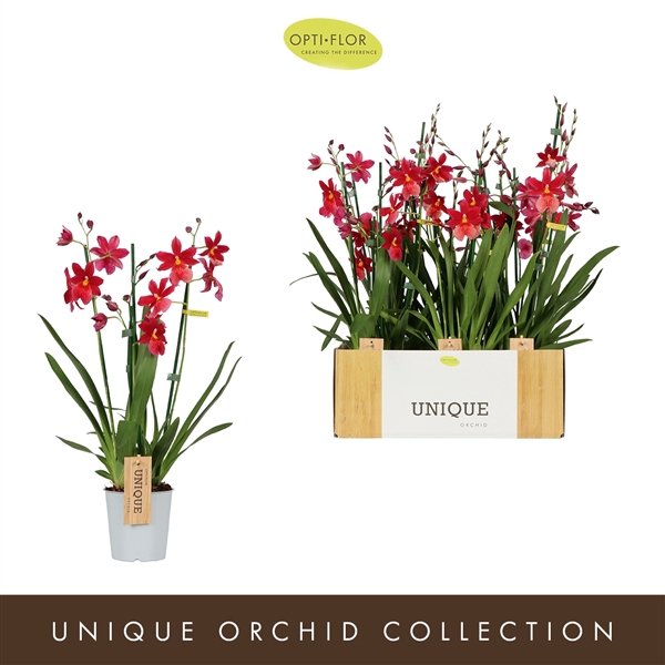<h4>Nelly Isler Red 3 spike</h4>
