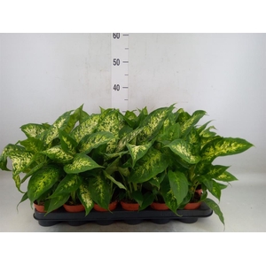 Dieffenbachia  'Compacta'