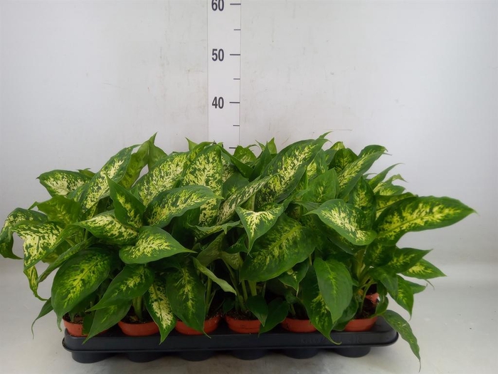 <h4>Dieffenbachia  'Compacta'</h4>