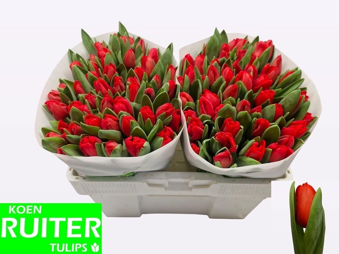 <h4>TU EN ESCAPE</h4>