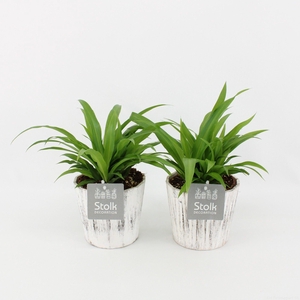 Chlorophytum comosum Lemon in Wood wit