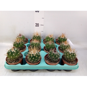 Echinocactus   ...