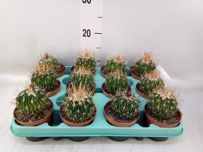 <h4>Echinocactus   ...</h4>
