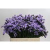 Limonium Donau Birds