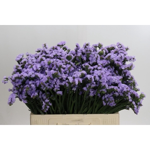 Limonium Donau Birds
