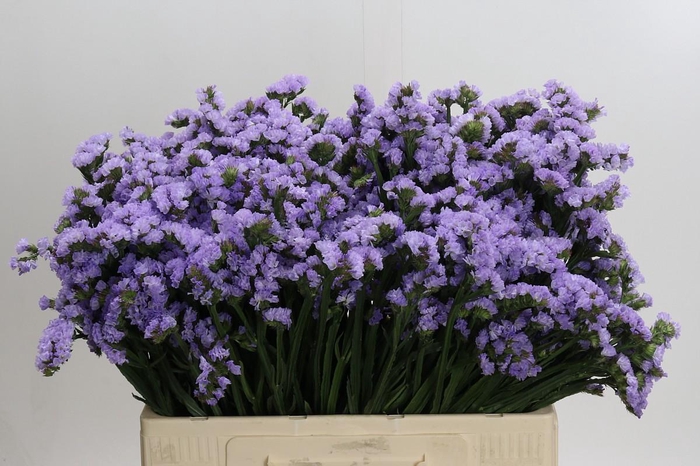 <h4>Limonium Donau Birds</h4>