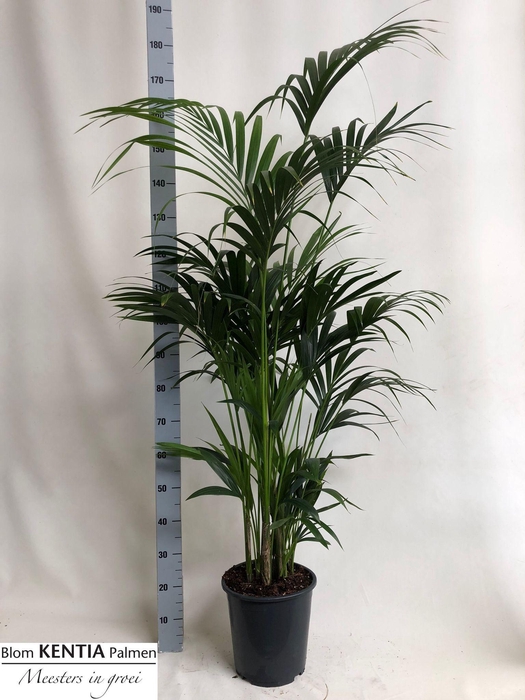 <h4>HOWEA FORSTERIANA</h4>