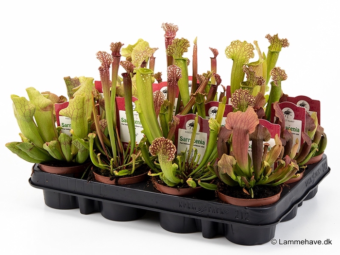 <h4>SARRACENIA  9cm Mix nr.2 P9</h4>