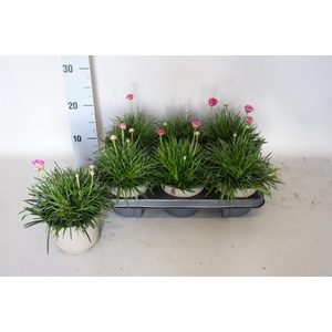 Armeria maritima Rose