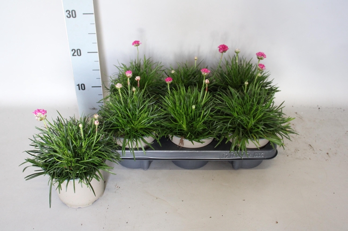 <h4>Armeria maritima Rose</h4>