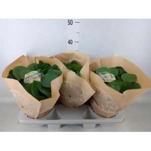 Pilea peperomioides