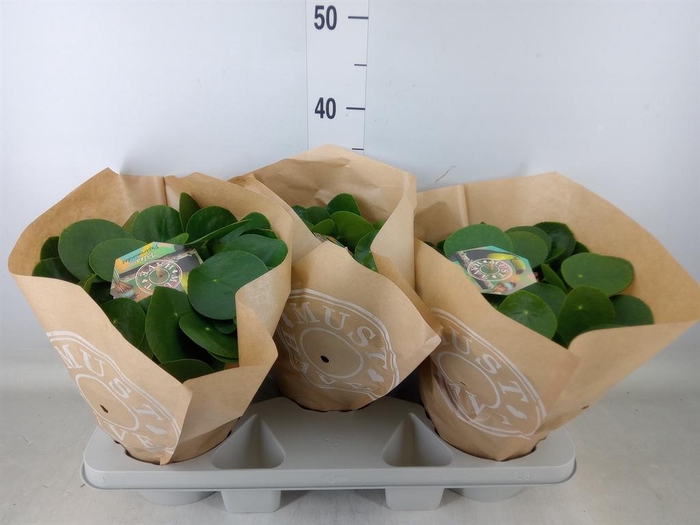 <h4>Pilea peperomioides</h4>