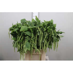 Amar Ca Green Cord