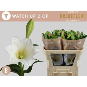 LI LF WATCH UP 2+ kort