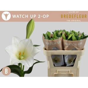 LI LF WATCH UP 2+ kort