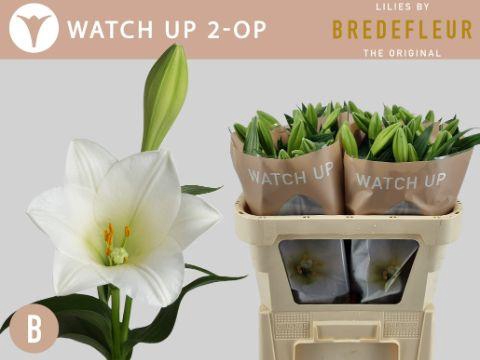 <h4>LI LF WATCH UP 2+ kort</h4>