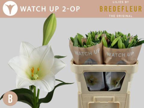 <h4>LI LF WATCH UP 2+ kort</h4>