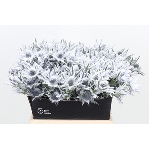 Eryn Orion Kl Bh Sneeuw