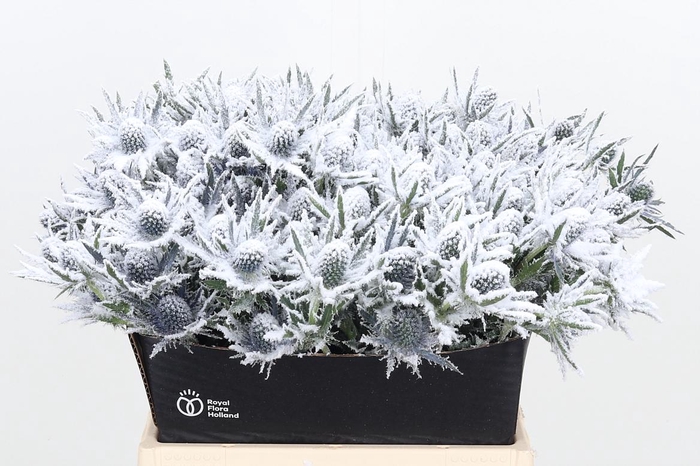 <h4>Eryn Orion Kl Bh Sneeuw</h4>