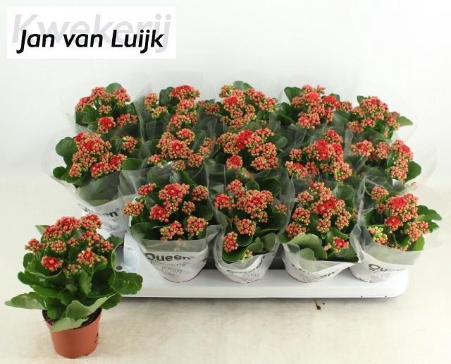 <h4>KAL GE RUBIO RED</h4>