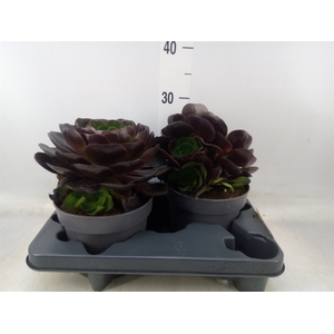 xSemponium  'Destiny'